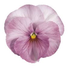 Image result for Viola x wittrockiana `Hiemalis`