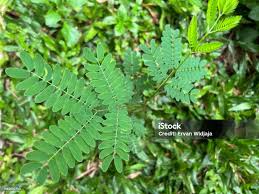 Attēlu rezultāti vaicājumam “Leguminosae”