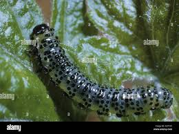Attēlu rezultāti vaicājumam “Nematus ribesii larva”