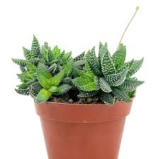 Image result for Haworthia