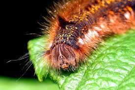 Attēlu rezultāti vaicājumam “Euthrix potatoria larva”