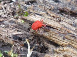 Attēlu rezultāti vaicājumam “Trombidiidae”