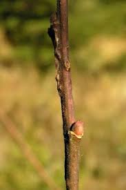 Attēlu rezultāti vaicājumam “Salix aurita bud”