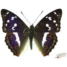 Attēlu rezultāti vaicājumam “Apatura iris”