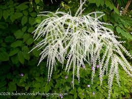 Image result for Aruncus dioicus