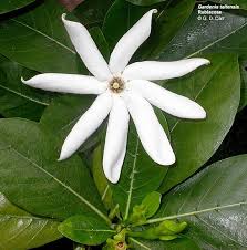 Attēlu rezultāti vaicājumam “Rubiaceae”