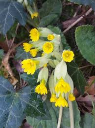 Attēlu rezultāti vaicājumam “Primula veris leaf”
