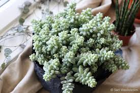 Image result for Mehikasvi