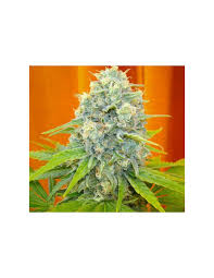 Resultado de imagen para la marihuana channel