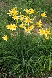 Attēlu rezultāti vaicājumam “Hemerocallis lilioasphodelus”