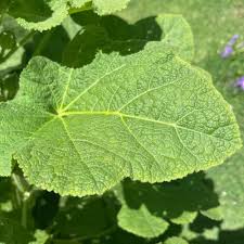 Attēlu rezultāti vaicājumam “Alcea rosea leaf”