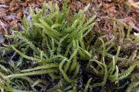 Attēlu rezultāti vaicājumam “Eurhynchium angustirete sporophyte”