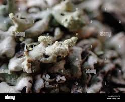 Attēlu rezultāti vaicājumam “Menegazzia terebrata”