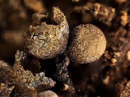 Attēlu rezultāti vaicājumam “Cribraria argillacea stalked”