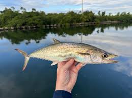 Image result for Scomberomorus cavalla