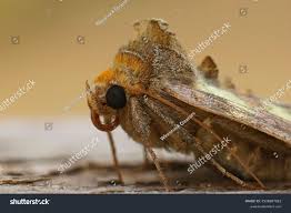 Attēlu rezultāti vaicājumam “Diachrysia tutti”