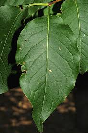 Attēlu rezultāti vaicājumam “Syringa reticulata subsp. amurensis leaf”