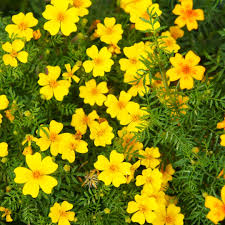 Attēlu rezultāti vaicājumam “Tagetes”