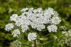 Attēlu rezultāti vaicājumam “Heracleum sosnowskyi leaf”