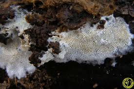 Attēlu rezultāti vaicājumam “Trechispora mollusca”