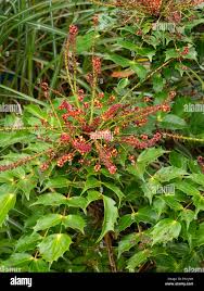 Attēlu rezultāti vaicājumam “Badhamia nitens”