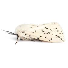 Attēlu rezultāti vaicājumam “Spilosoma lubricipeda”