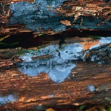 Attēlu rezultāti vaicājumam “Byssocorticium atrovirens”