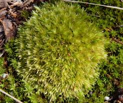 Attēlu rezultāti vaicājumam “Leucobryum glaucum”