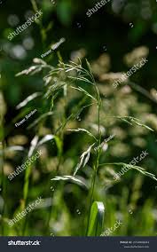 Attēlu rezultāti vaicājumam “Festuca pratensis”