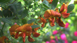 Image result for Colutea x media (arborescens x orientalis)