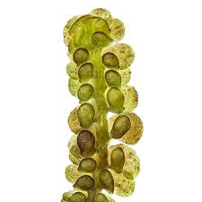 Attēlu rezultāti vaicājumam “Frullania fragilifolia”