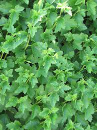 Attēlu rezultāti vaicājumam “Ribes alpinum”