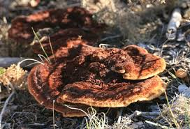 Attēlu rezultāti vaicājumam “Phaeolus schweinitzii”