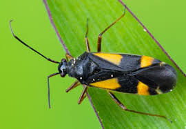 Attēlu rezultāti vaicājumam “Dryophilocoris flavoquadrimaculatus imago”