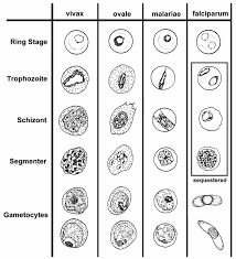 Attēlu rezultāti vaicājumam “Enteridium olivaceum plasmodium”