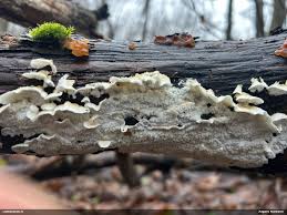 Attēlu rezultāti vaicājumam “Plicatura nivea”