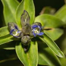 Attēlu rezultāti vaicājumam “Gentiana cruciata bud”