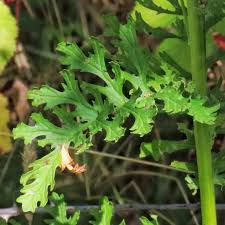 Attēlu rezultāti vaicājumam “Jacobaea vulgaris leaf”