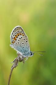 Attēlu rezultāti vaicājumam “Plebejus argus male”