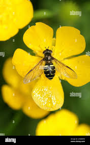 Attēlu rezultāti vaicājumam “Dasysyrphus tricinctus”