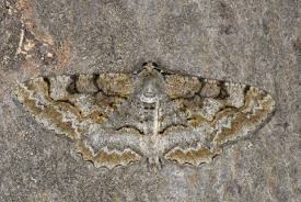 Attēlu rezultāti vaicājumam “Alcis repandata”