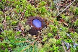 Attēlu rezultāti vaicājumam “Sarcosoma globosum”