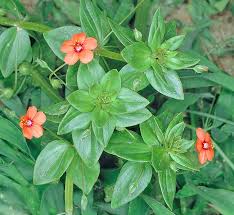 Image result for Anagallis arvensis