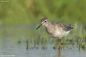 Attēlu rezultāti vaicājumam “Tringa glareola adult”