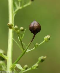 Attēlu rezultāti vaicājumam “Scrophularia umbrosa flower”