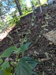 Attēlu rezultāti vaicājumam “Circaea lutetiana bud”