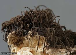 Attēlu rezultāti vaicājumam “Stemonaria irregularis spores”