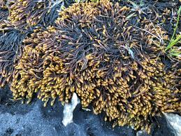 Attēlu rezultāti vaicājumam “Pseudocalliergon turgescens”