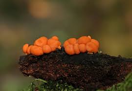 Attēlu rezultāti vaicājumam “Lycogala epidendrum aggr. macro”