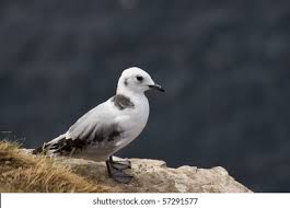 Attēlu rezultāti vaicājumam “Rissa tridactyla”